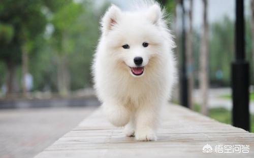 银狐犬图片:新买回来的银狐犬拉稀怎么办呢？ 日本银狐犬图片