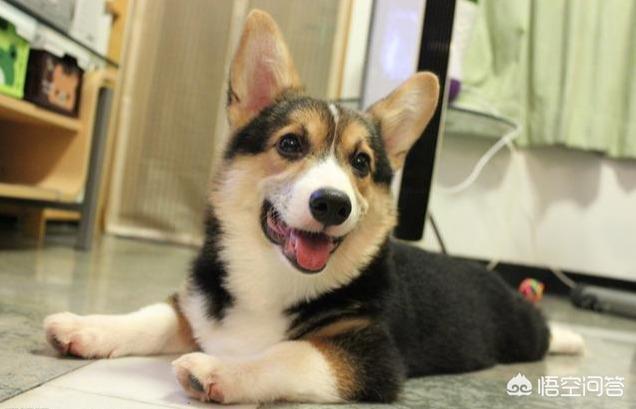 威尔士柯基犬的寿命:柯基犬几岁开始步入晚年？老了的柯基如何照顾才正确？