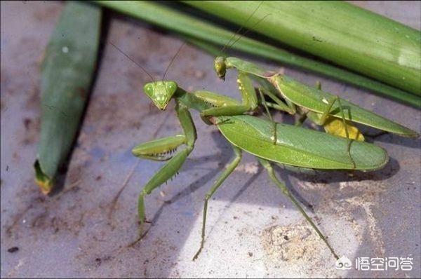 雌螳螂一定会吃掉自己的配偶吗，雌性螳螂为什么在和雄性螳螂交配之后吃掉他