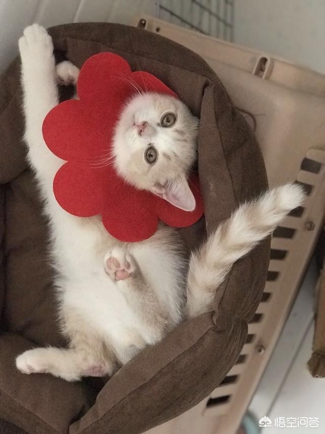 温和的宠物猫种类:什么品种的猫咪比较安静？
