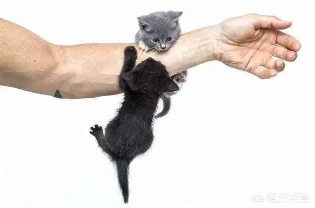被猫咬了要打狂犬疫苗吗,被猫抓了，需要打狂犬疫苗吗？