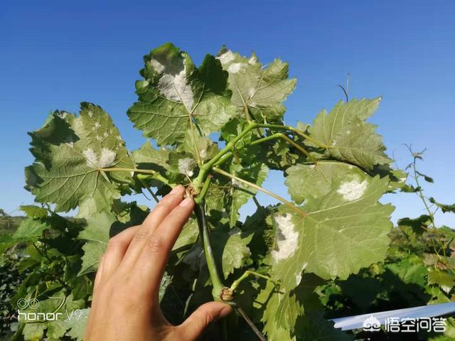 头条问答 葡萄常见的病害有哪些 一起葡萄官网的回答 0赞