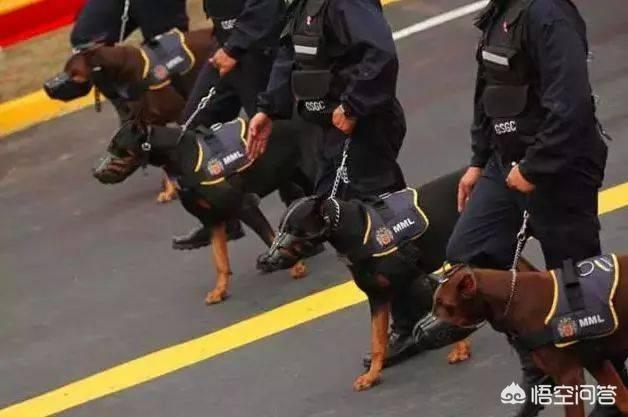杜兵犬裁耳器:杜宾犬剪耳朵需要注意什么？