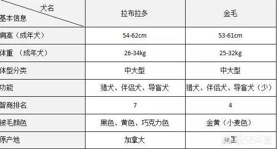 拉布拉多金毛:拉布拉多和金毛外貌相似，为什么销量却不如金毛？