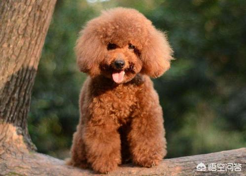 贵宾犬怎么养怎么训练:给贵宾犬洗澡的步骤是怎么样的呢？