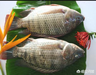 新鲜的红腮鱼哪有:新鲜的红腮鱼在哪里钓 挑选鱼时怎么知道鱼新鲜不新鲜？