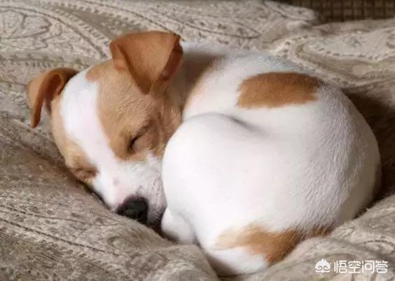 小狗睡觉翻白眼图片:狗狗怎么睡觉有什么意思吗？