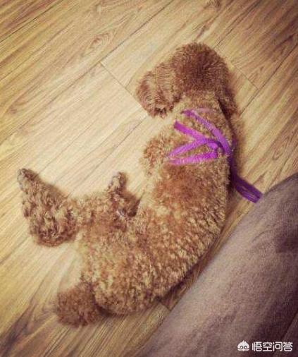 灰色的小贵宾狗怎么养:哪些颜色的贵宾犬最多人养呢？