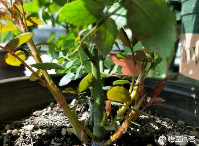 冒出,为什么水中常有气泡冒出？