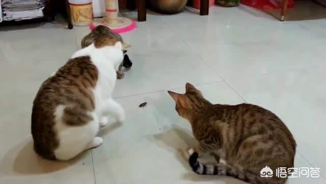 猫咪不乖合集:小猫突然开始乱撒尿？原来很乖的就最近开始！怎么办？