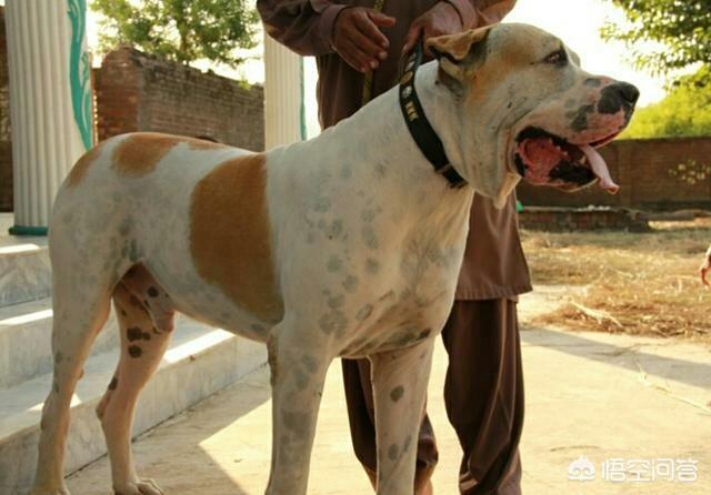 头条问答 - 库达犬的战斗力怎么样?(6个回答)