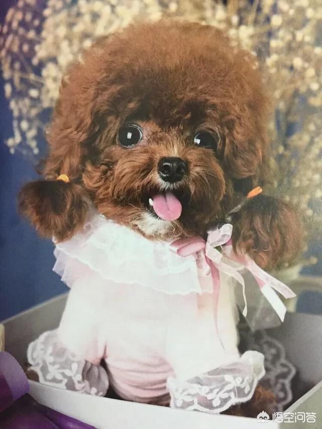 北京泰迪熊狗贴吧:泰迪犬缺点一箩筐，为何那么多人争着养？