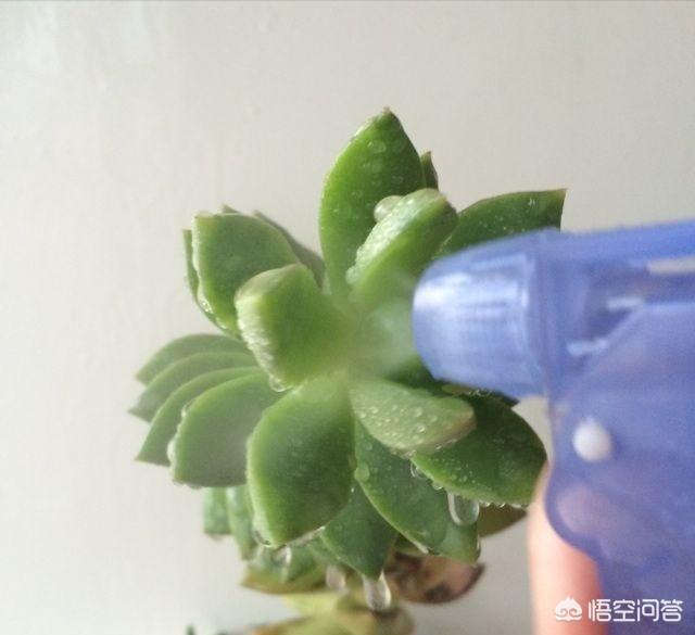 古牧怎么养干净:多肉植物如何保持“干干净净”？