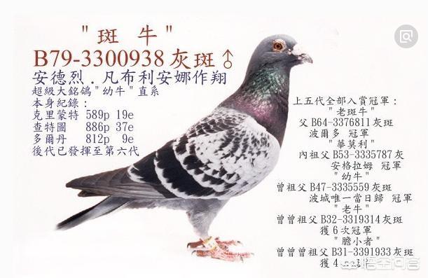 信鸽饲料配制:鸽子饲料有鱼粉吗？可以吃鱼粉吗？