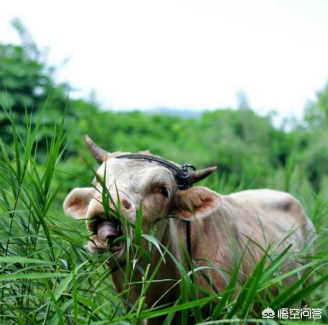 关于养牛知识点:有关养牛的基本知识 2021年至2023年养牛，养羊市场怎么样？