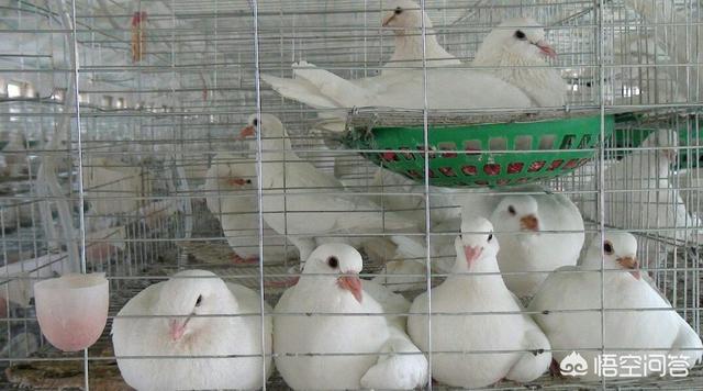 信鸽子养殖:鸽子的生活习性和养殖方法？