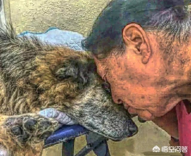 介助犬的遗言高清:二战苏军是否真的使用了“地雷犬”这种武器？可有战例？