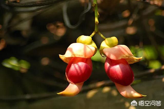 东莞 禾雀花:禾雀花适合栽种在家中院子里吗？