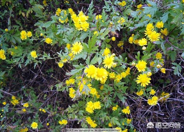 头条问答 - 樊发稼在《野菊花》这首诗中表达了采回野菊花的后悔心情