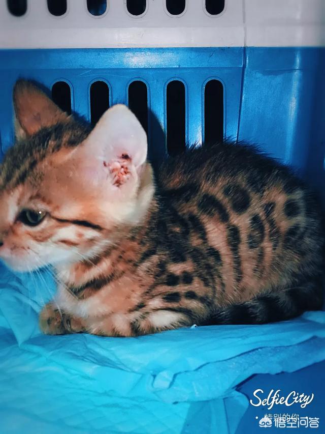 猫咪品种介绍之孟加拉豹猫篇:价格低廉的孟加拉豹猫值得买吗？