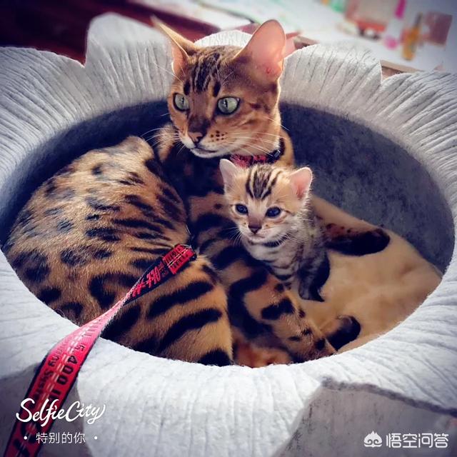 孟加拉豹猫银色:两岁的公孟加拉豹猫还适合家养吗？