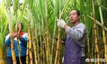 横着种植甘蔗有啥好处，甘蔗怎样栽培能够生长旺盛，如何预防覆倒现象