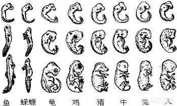 非常进化:胚胎发育为什么要重演进化的过程？