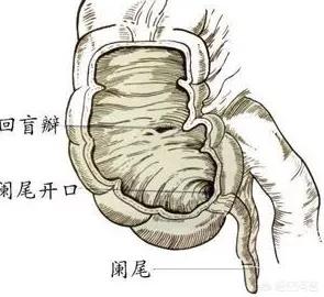 非常进化:胚胎发育为什么要重演进化的过程？