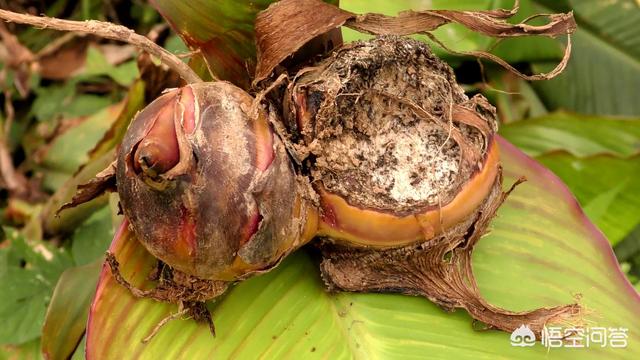 蕉芋粉的功效与作用，农村田地里种的芭蕉芋除了喂猪，还能有什么用途？