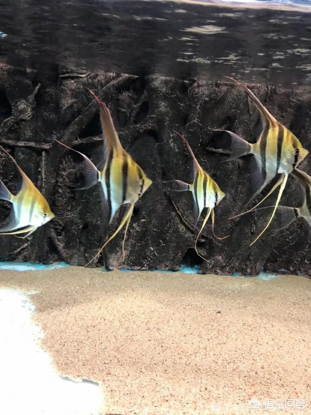 成吉思汗鱼不吃食什么原因:燕鱼集体不爱吃食了，是啥原因？看着状态还可以？