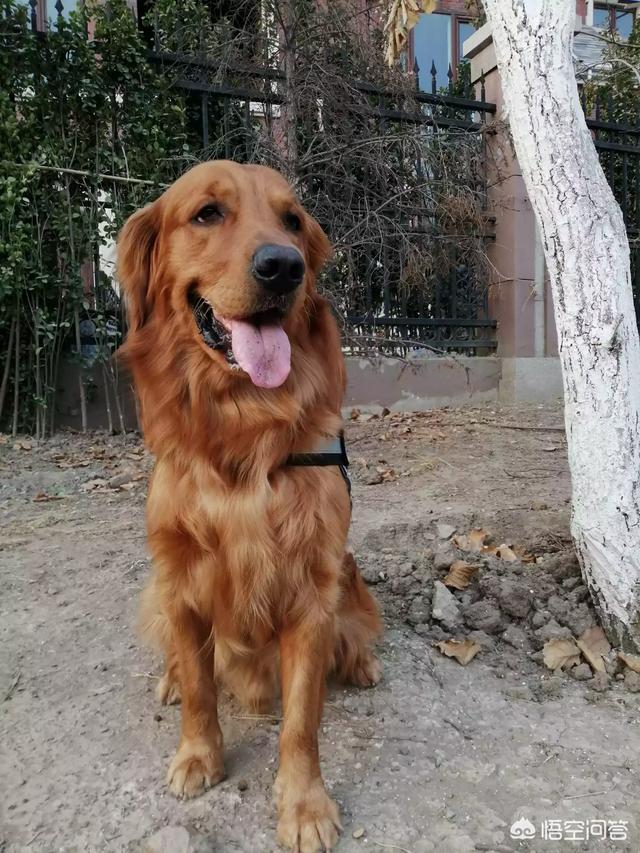 金毛犬吧:萨摩耶，金毛犬，哪个好养？ 金毛犬吧 百度贴吧