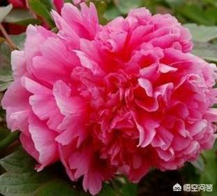头条问答 你知道牡丹花有什么特性 如何栽培管理技术要求 一生平安的乡村生活的回答 0赞