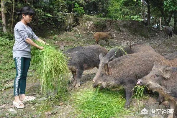 中央2台生财有道藏獒:辞掉了城里月薪上万的工作，回农村搞养殖，怎么样？ 生财有道蒋伟藏獒