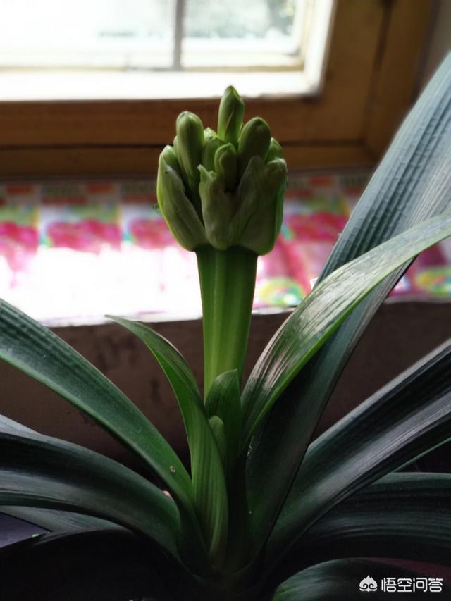 头条问答 - 春分时节,阳台盆栽君子兰花剑刚露出头,此时可以倒盆换土
