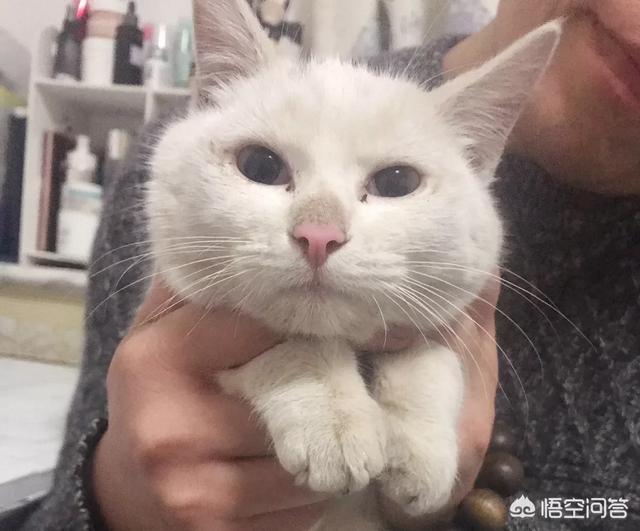 猫癣会传染大猫吗:#萌星人成长记#猫癣会不会传染给人？