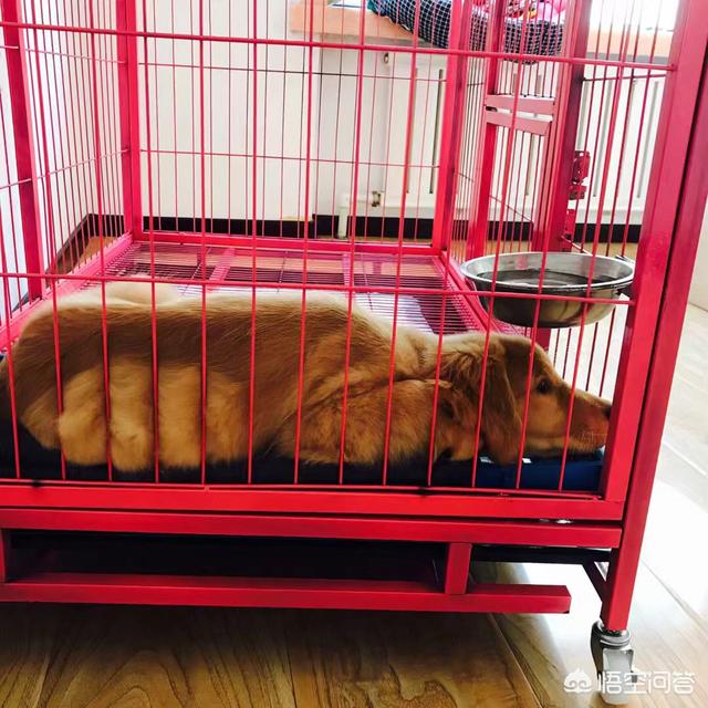 拉布拉多幼犬怎么养:不同阶段的拉布拉多犬该怎么照顾？