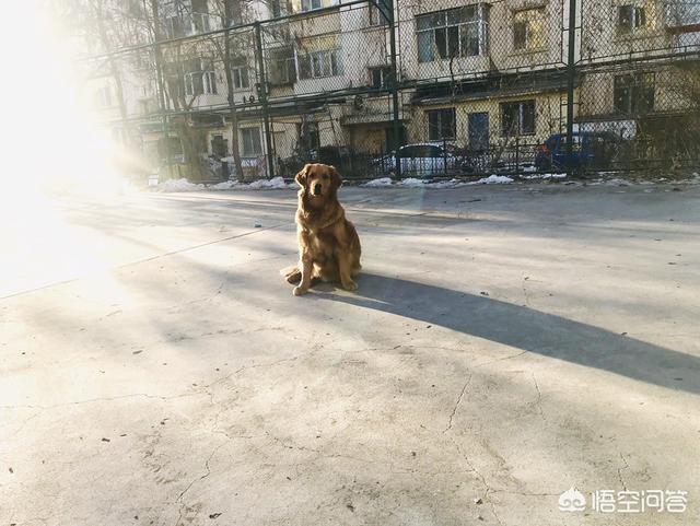 金毛寻回犬图片高清图片:金毛寻回犬图片 为什么这么多人养金毛犬？金毛犬有什么优点？