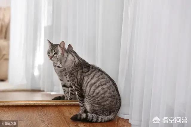 给英短吃的猫饭:美国短毛猫生病了吃什么补？