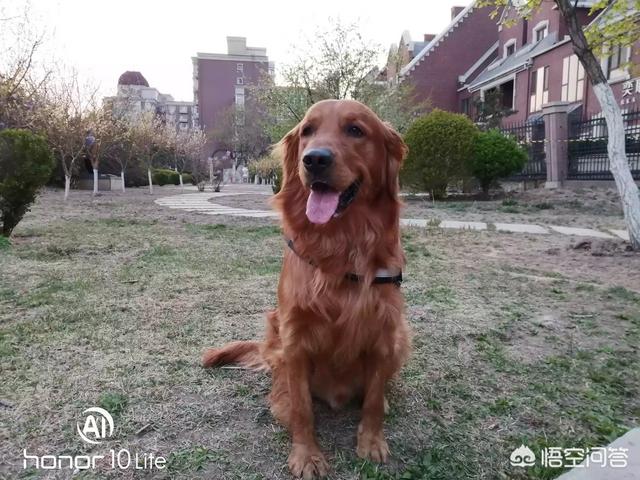 月入九万的狗走红:如何在一月内赚到10万？