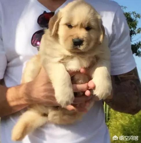 中国宠物运动会:宠物做运动的视频 2017年FCI亚洲杯犬赛暨上海宠物节是什么？