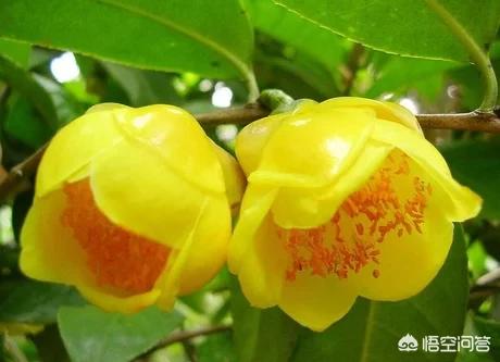 山茶花是什么颜色:山茶花有什么特性，如何进行栽培管理？