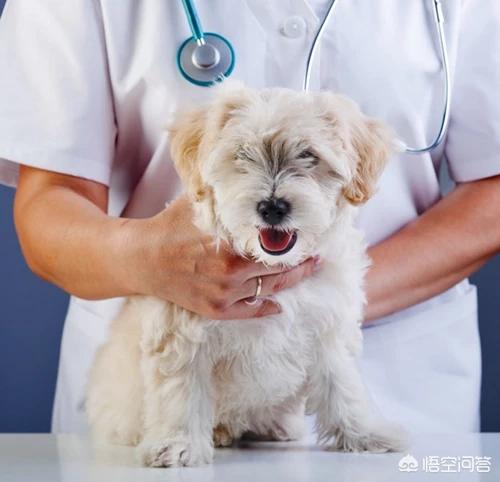 犬虫一扫光一吃就吐:狗狗吐是什么原因，狗得细小是什么症状？