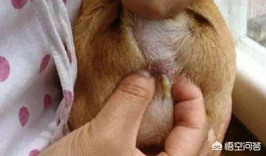 惠比特犬体味重吗:拉布拉多身上体味重，有什么办法可以解决吗？