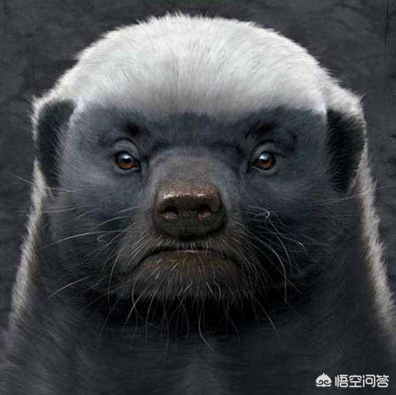 灵蹄犬逮獾:拥有一只不常见犬种的狗狗是种怎样的体验？