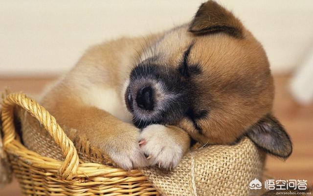 犬钩虫病的诊断与防治:如何识别、治疗和预防犬钩端螺旋体病？ 犬钩虫病的诊断及治疗方法