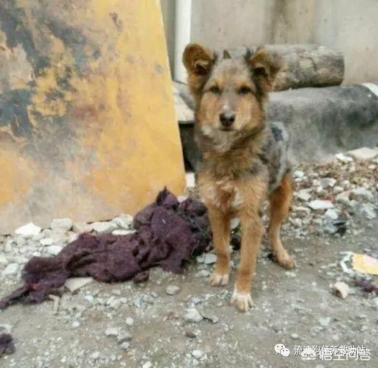 小姐与流浪狗3:为什么当下有些人认为流浪的人不如流浪狗值得同情？