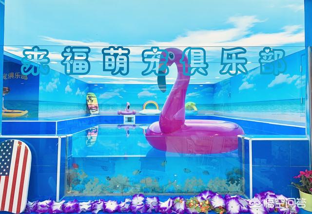北京宠物美容团购:在北京学习宠物美容，要花多少钱？ 北京宠物美容培训机构