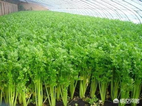 花叶芋根结线虫病:朱顶红叶子上了长白斑是什么原因？用什么药？