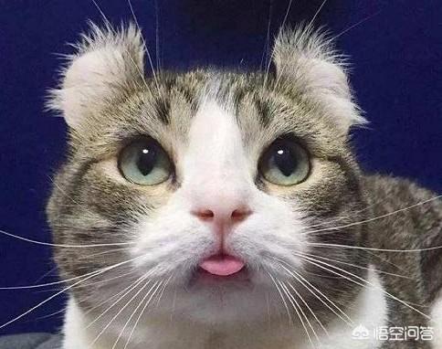 孟买猫:孟买猫吃三文鱼好不好？孟买猫吃三文鱼可以美毛吗？