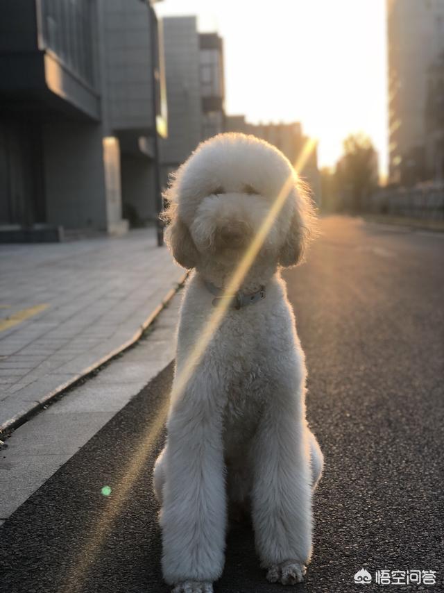 异烟肼杀狗原理图片